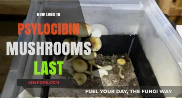How Long Do Psilocybin Mushrooms Last? A Comprehensive Guide