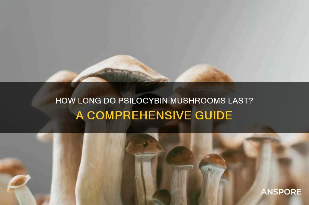 how long to psylocibin mushrooms last