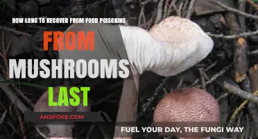 Recovering from Mushroom Food Poisoning: Timeline and Tips for Healing