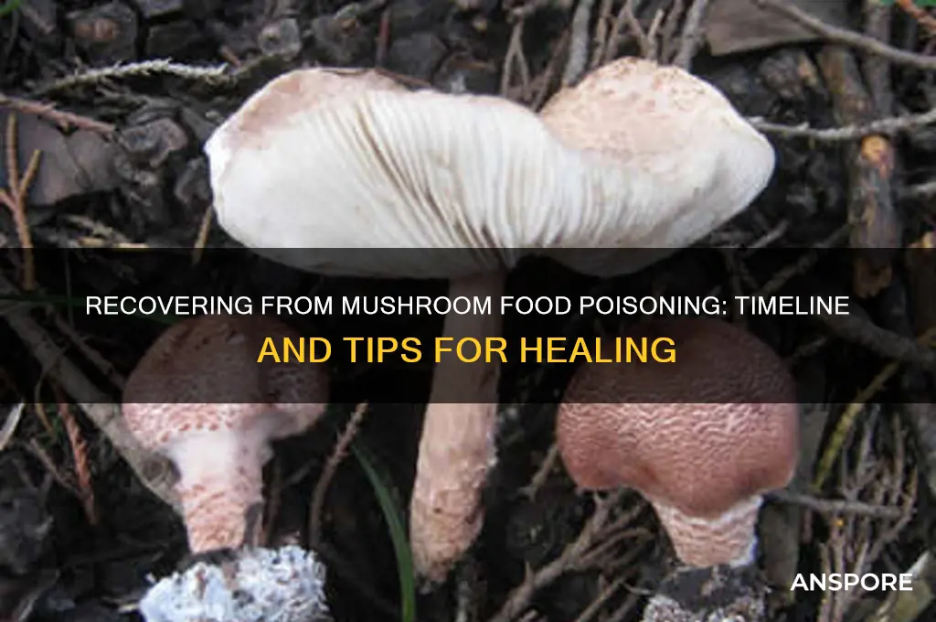 how long to recover from food poisoning from mushrooms last