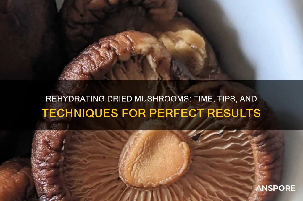 how long to rehydrate dried mushroom