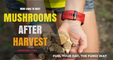 Optimal Rest Periods for Mushrooms Post-Harvest: A Comprehensive Guide
