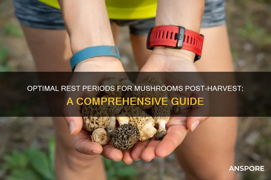 how long to rest mushrooms after harvest
