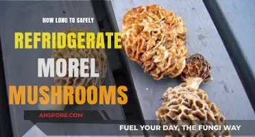 Safely Storing Morel Mushrooms: Optimal Refrigeration Time and Tips