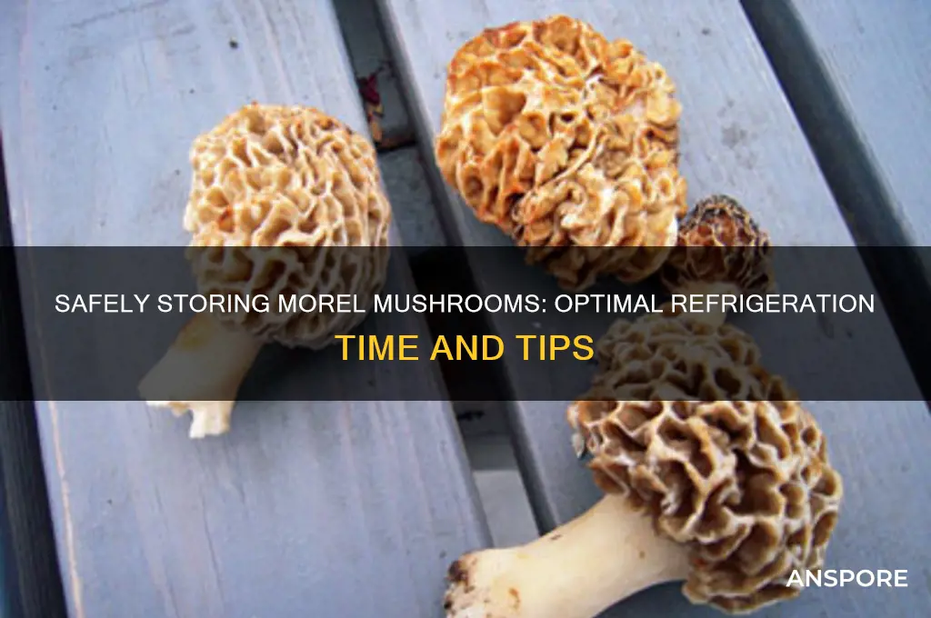 how long to safely refridgerate morel mushrooms