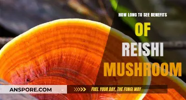 Reishi Mushroom Benefits: How Long Until You Notice Results?