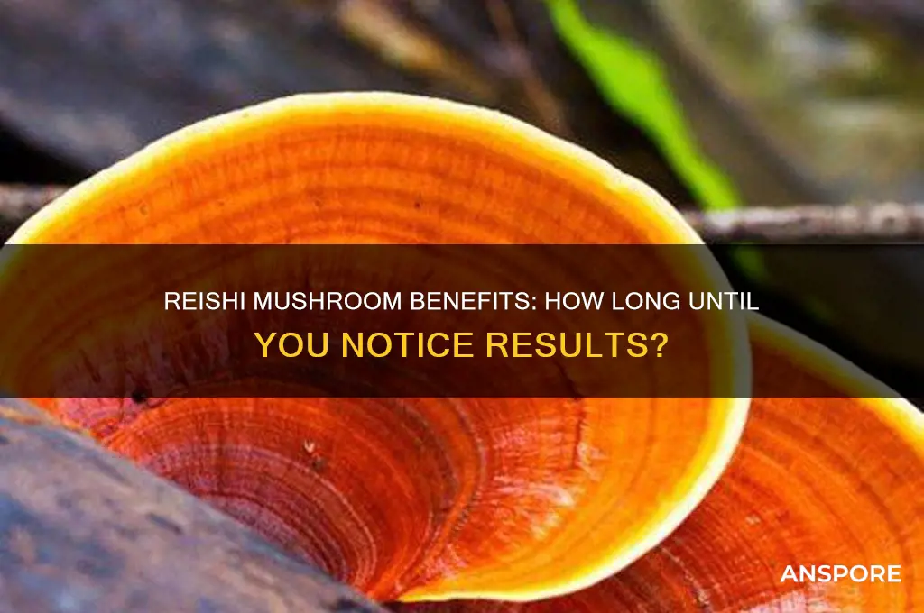 how long to see benefits of reishi mushroom