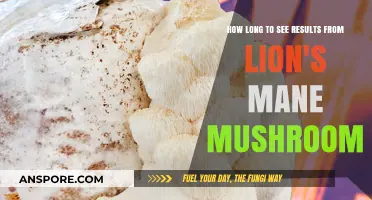 Lion's Mane Mushroom Benefits: Timing Results for Cognitive Health Boost