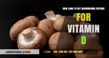 Boosting Vitamin D in Mushrooms: Optimal Outdoor Exposure Time