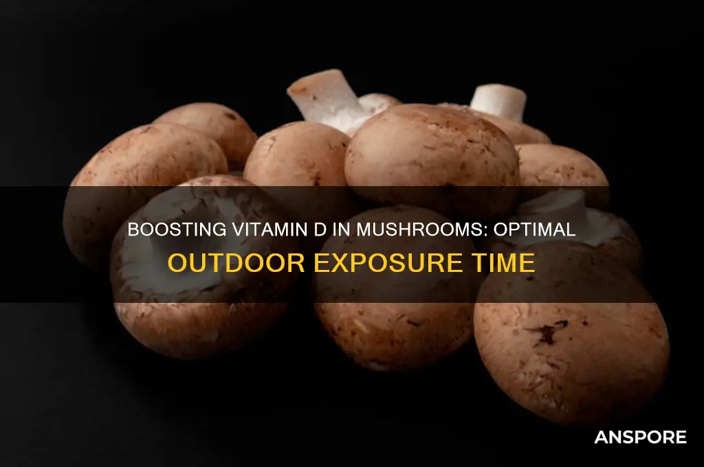 how long to set mushrooms outside for vitamin d