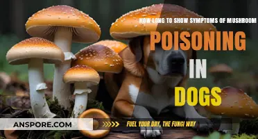 Mushroom Poisoning in Dogs: Symptoms Timeline and Immediate Actions