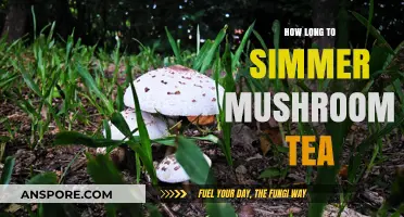 Perfect Mushroom Tea: Simmering Time for Optimal Flavor and Benefits