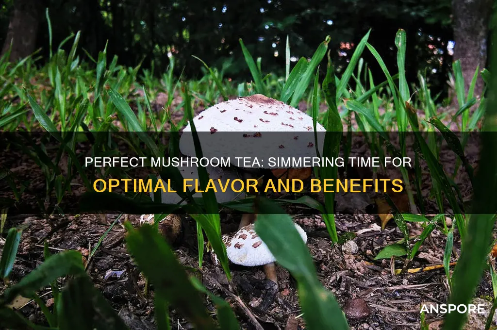 how long to simmer mushroom tea