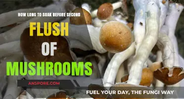 Optimal Soaking Time for a Successful Second Mushroom Flush