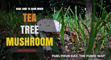 Perfect Soaking Time for Dried Tea Tree Mushrooms: A Guide