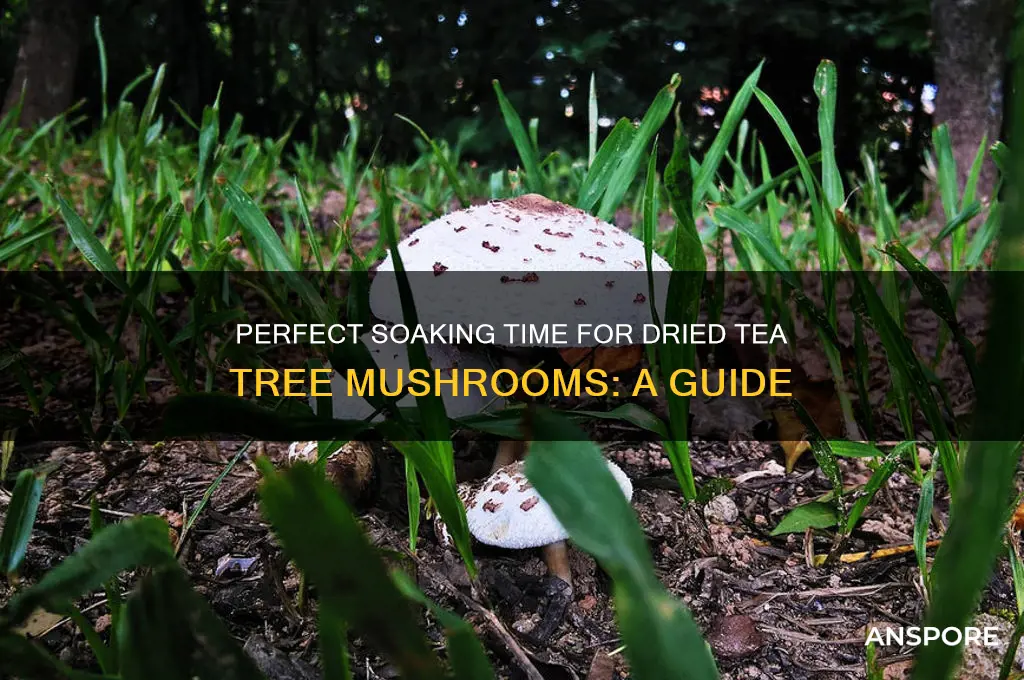 how long to soak dried tea tree mushroom