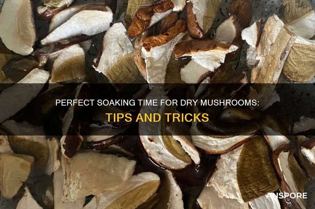 how long to soak dry mushrooms