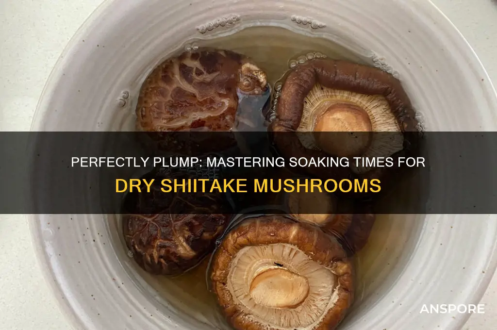 how long to soak dry shiitake mushrooms