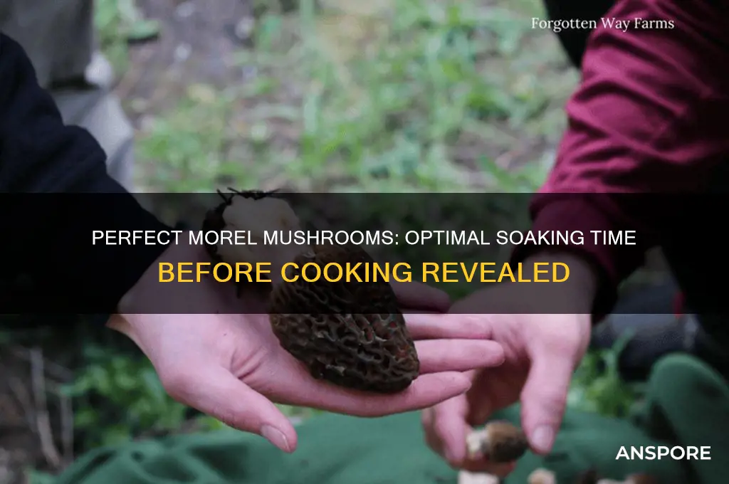 how long to soak morel mushrooms before cooking
