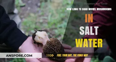 Soaking Morel Mushrooms in Salt Water: Optimal Time for Perfect Results