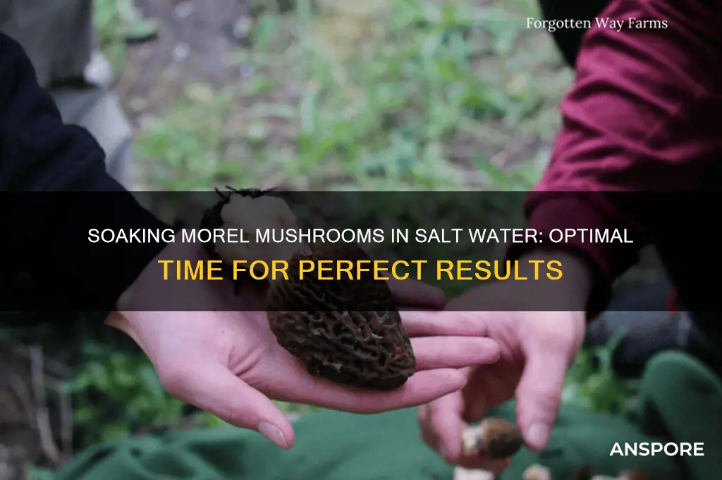 how long to soak morel mushrooms in salt water