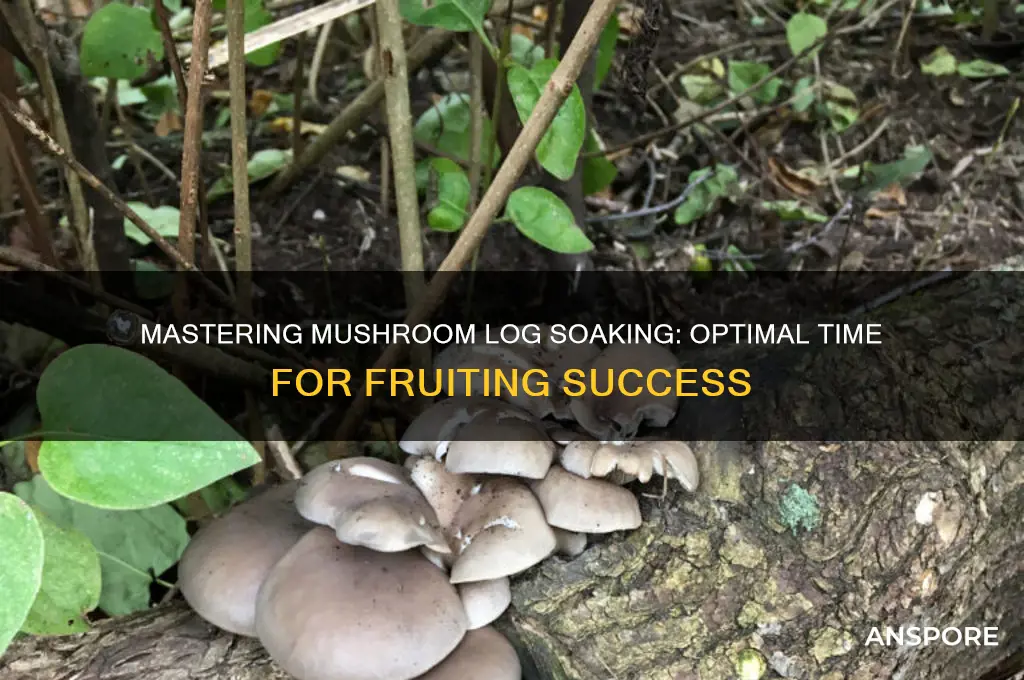 how long to soak mushroom logs