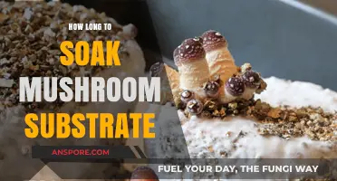 Mastering Mushroom Substrate Soaking: Optimal Time for Perfect Growth
