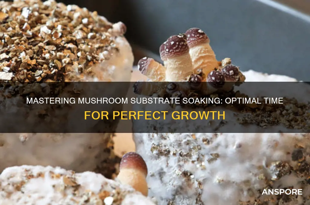 how long to soak mushroom substrate