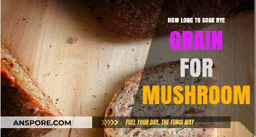 Perfect Rye Grain Soaking Time for Mushroom Cultivation Success