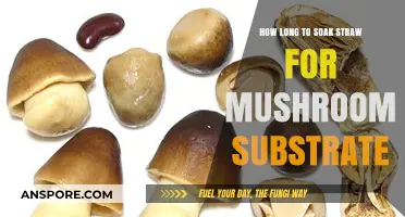 Perfect Mushroom Substrate: Optimal Straw Soaking Time Explained