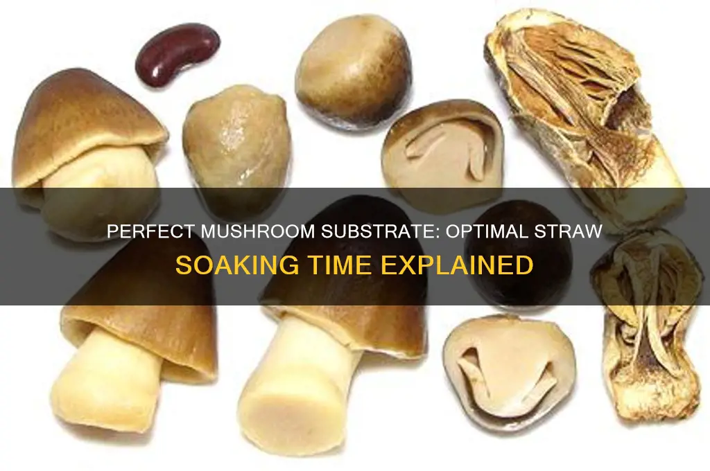 how long to soak straw for mushroom substrate