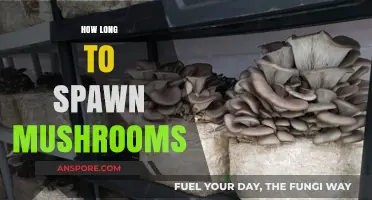Understanding Mushroom Spawning: Timeframes for Optimal Growth and Harvesting