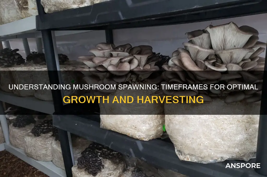 how long to spawn mushrooms