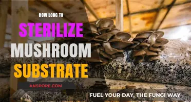 Sterilizing Mushroom Substrate: Optimal Time for Perfect Fungal Growth