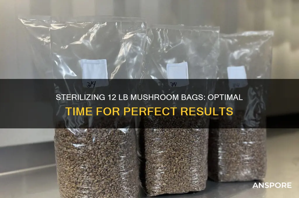 how long to sterlize 12 lb mushroom bag