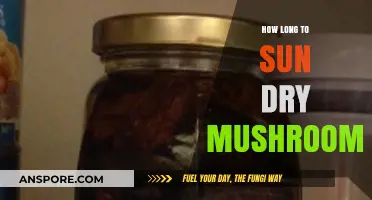 Sun-Drying Mushrooms: Optimal Time for Perfect Preservation and Flavor