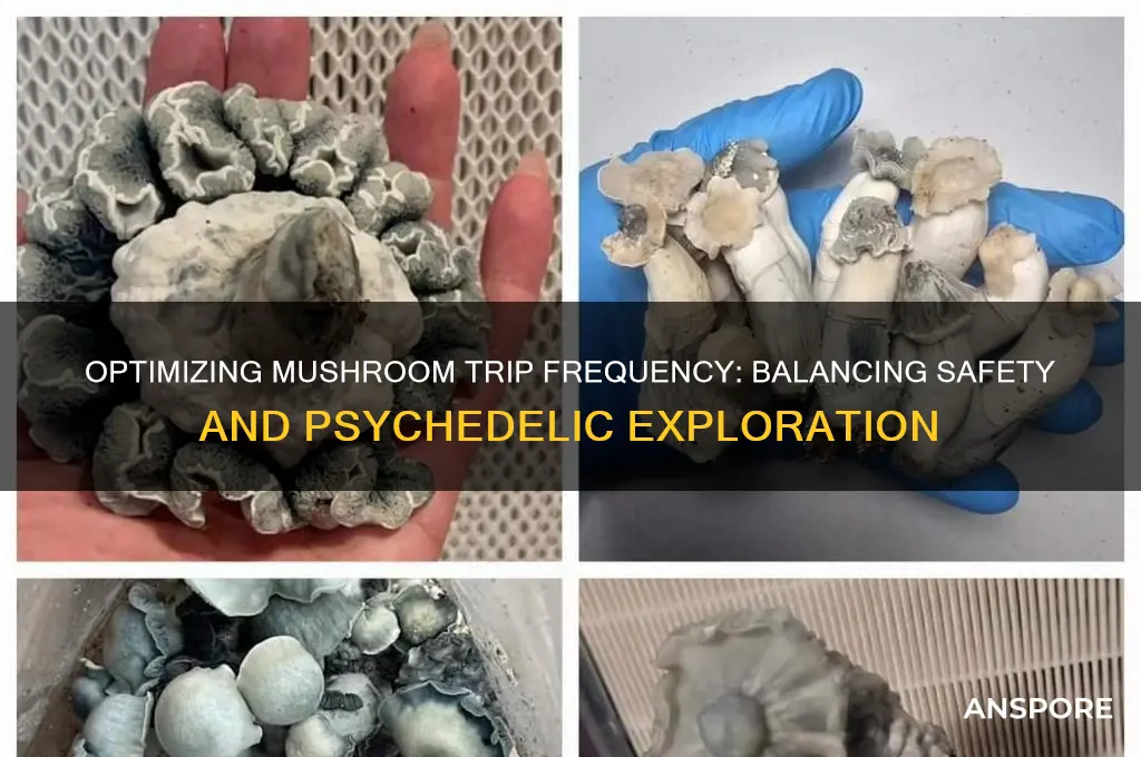 how long to take between mushroom trips