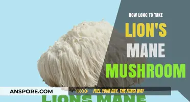 Lion's Mane Mushroom: Optimal Duration for Cognitive and Health Benefits