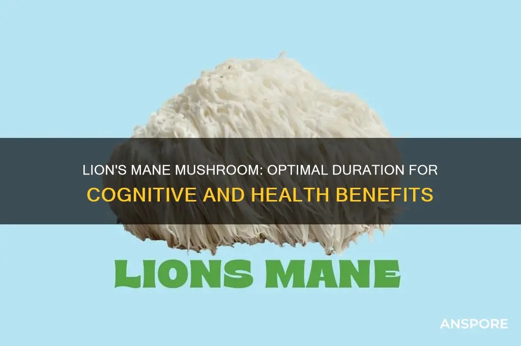 how long to take lion