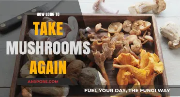 Timing Your Next Mushroom Trip: Safe Practices and Considerations