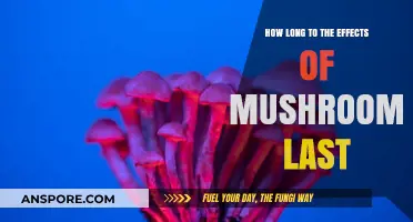 Exploring the Duration: How Long Do Mushroom Effects Typically Last?