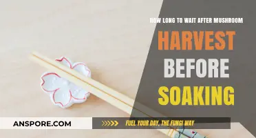 Optimal Soaking Time After Mushroom Harvest: A Comprehensive Guide