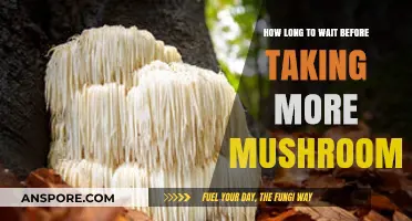 Timing Your Next Mushroom Dose: Safe Waiting Periods Explained