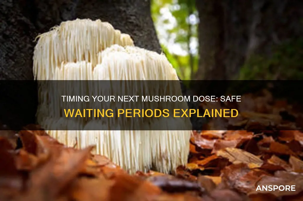 how long to wait before taking more mushrooms