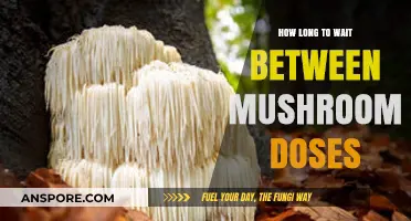 Timing Your Mushroom Doses: Optimal Waiting Periods for Safe Use