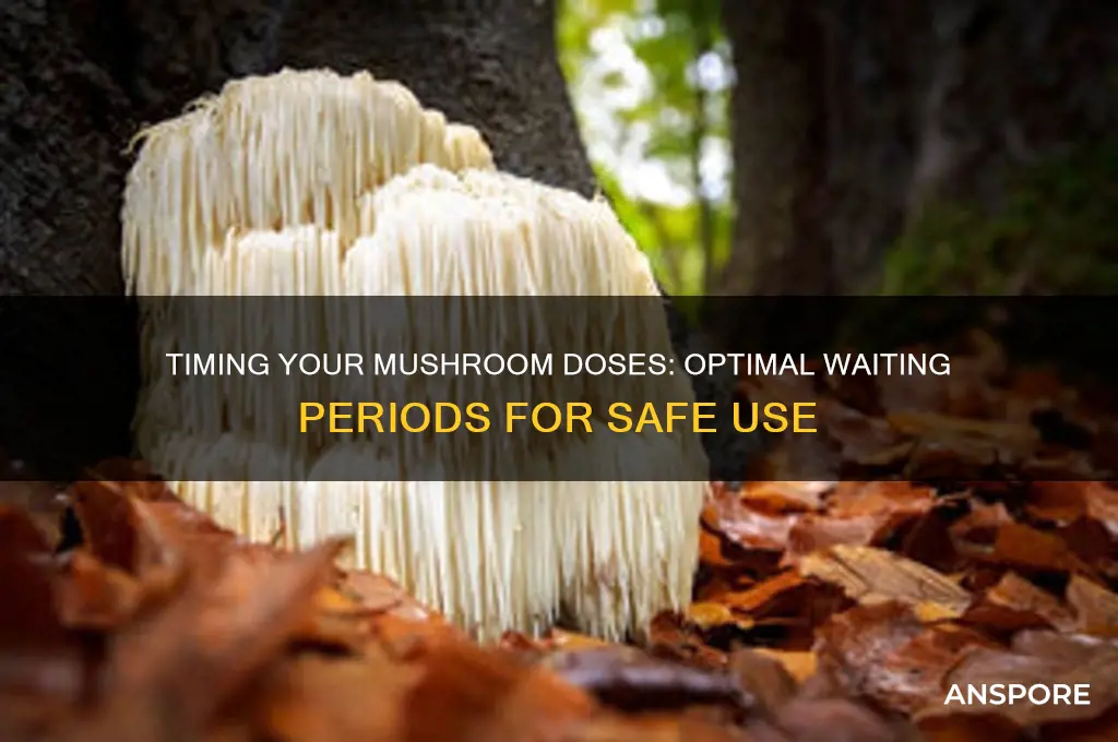 how long to wait between mushroom doses