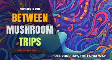 Timing Your Mushroom Journeys: Optimal Wait Periods for Safe Trips