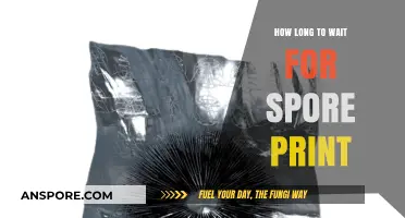 Perfect Spore Prints: Timing Tips for Optimal Mushroom Identification