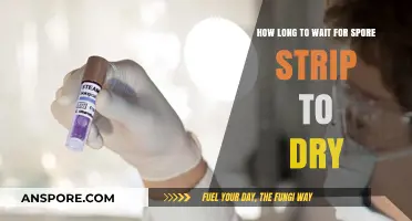 Spore Strip Drying Time: How Long Should You Wait?