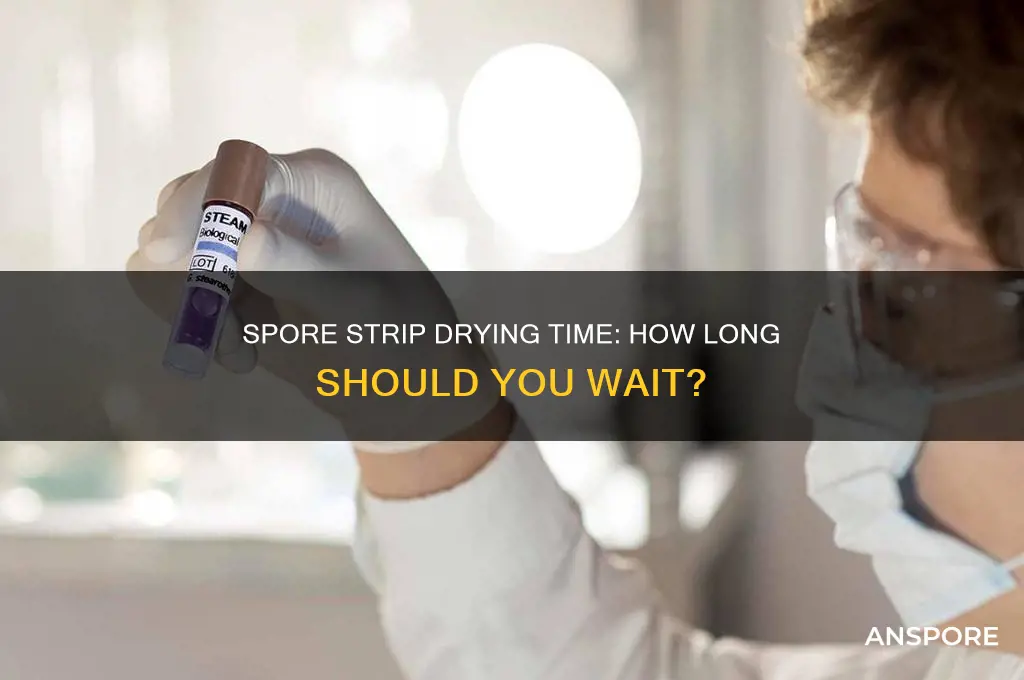 how long to wait for spore strip to dry